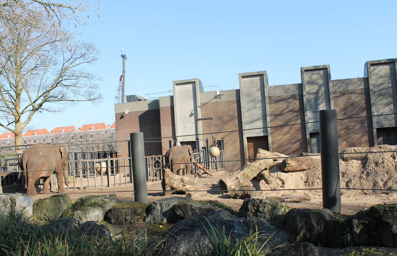 Asian elephant enclosure