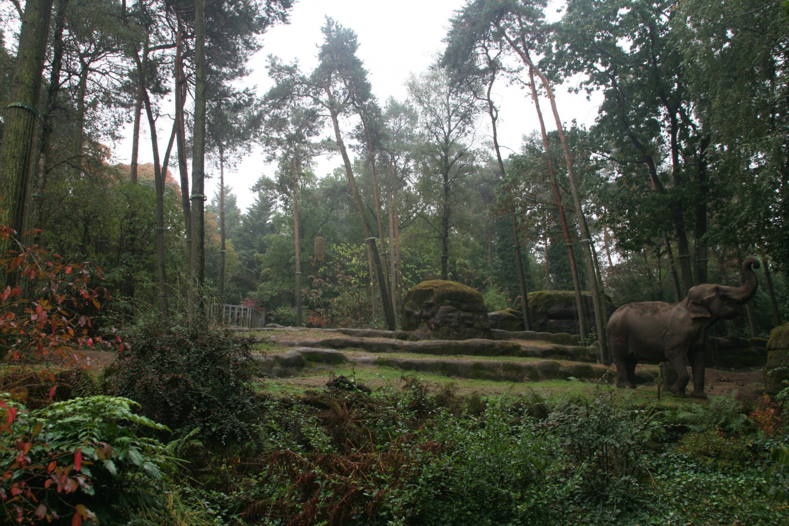 Asian elephant enclosure