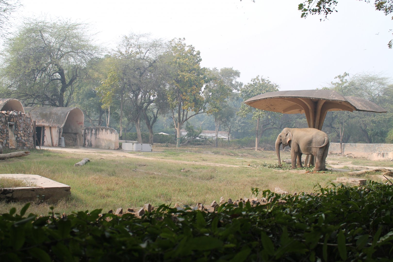 Asian Elephant enclosure