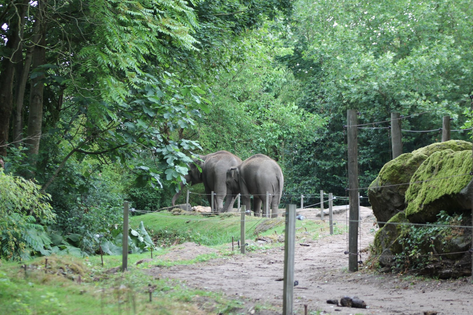 Asian elephant-enclosure
