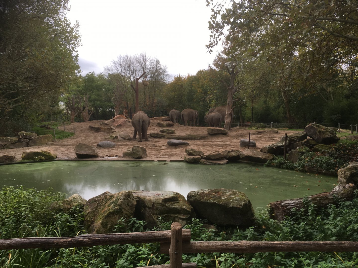 Asian elephant enclosure