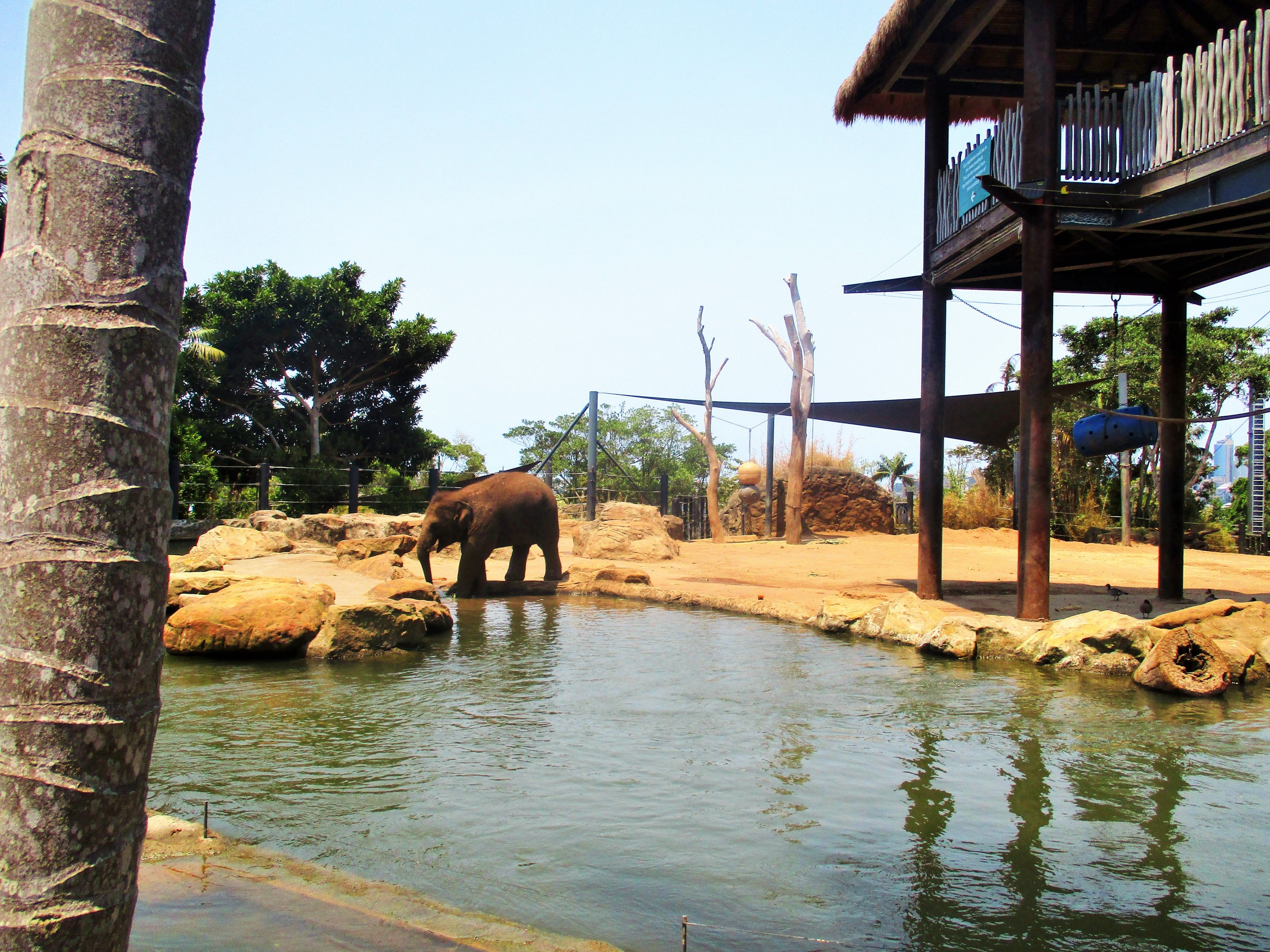 Asian Elephant Enclosure