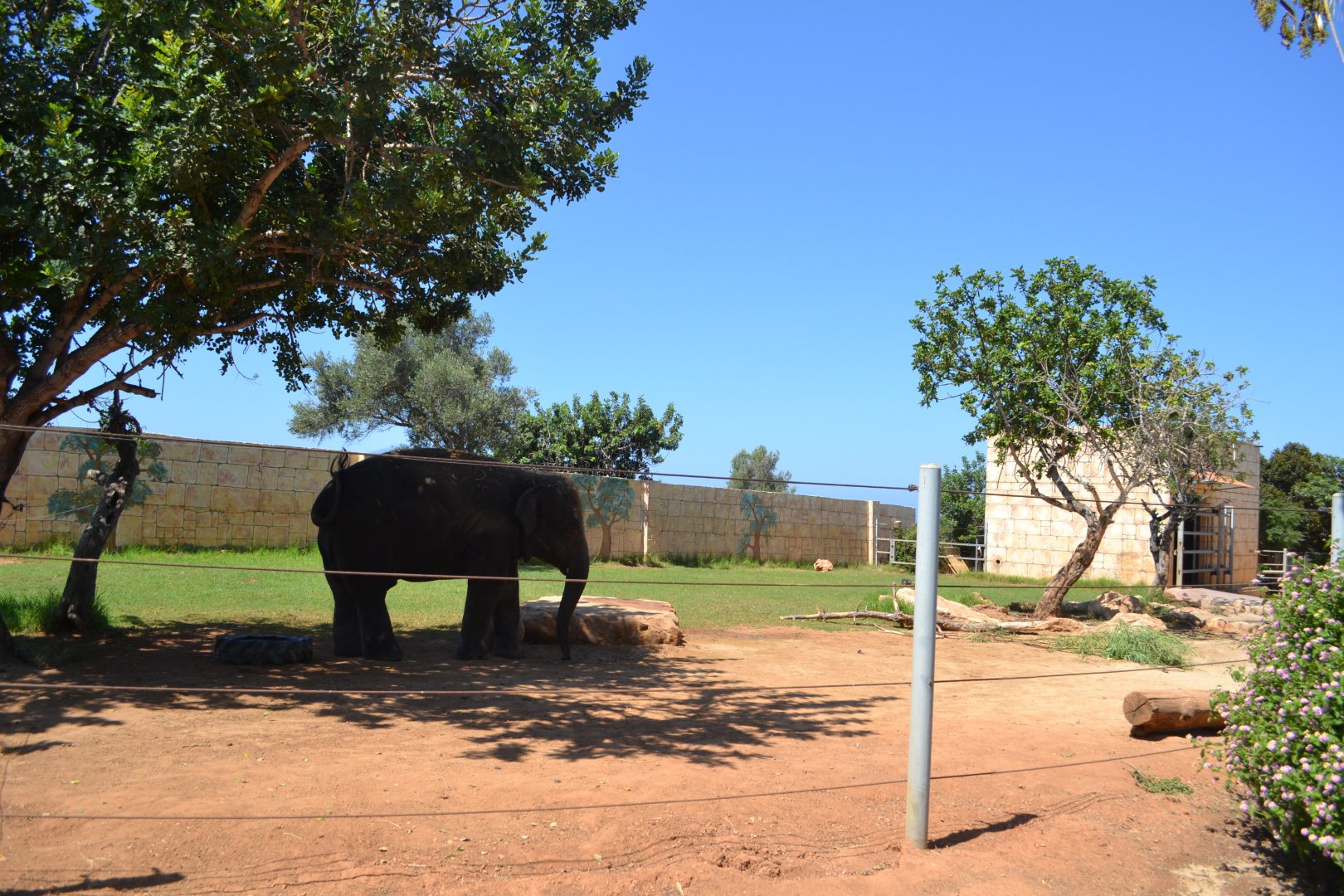 Asian elephant enclosure