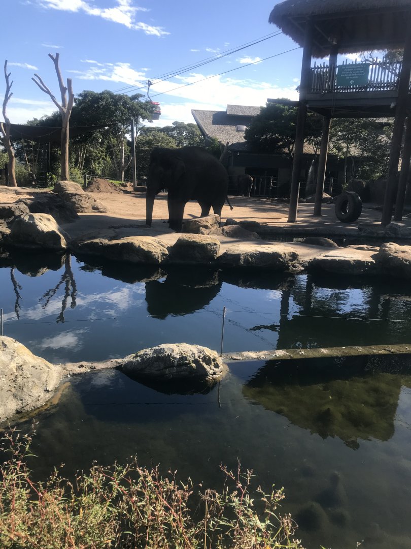 Asian Elephant Enclosure