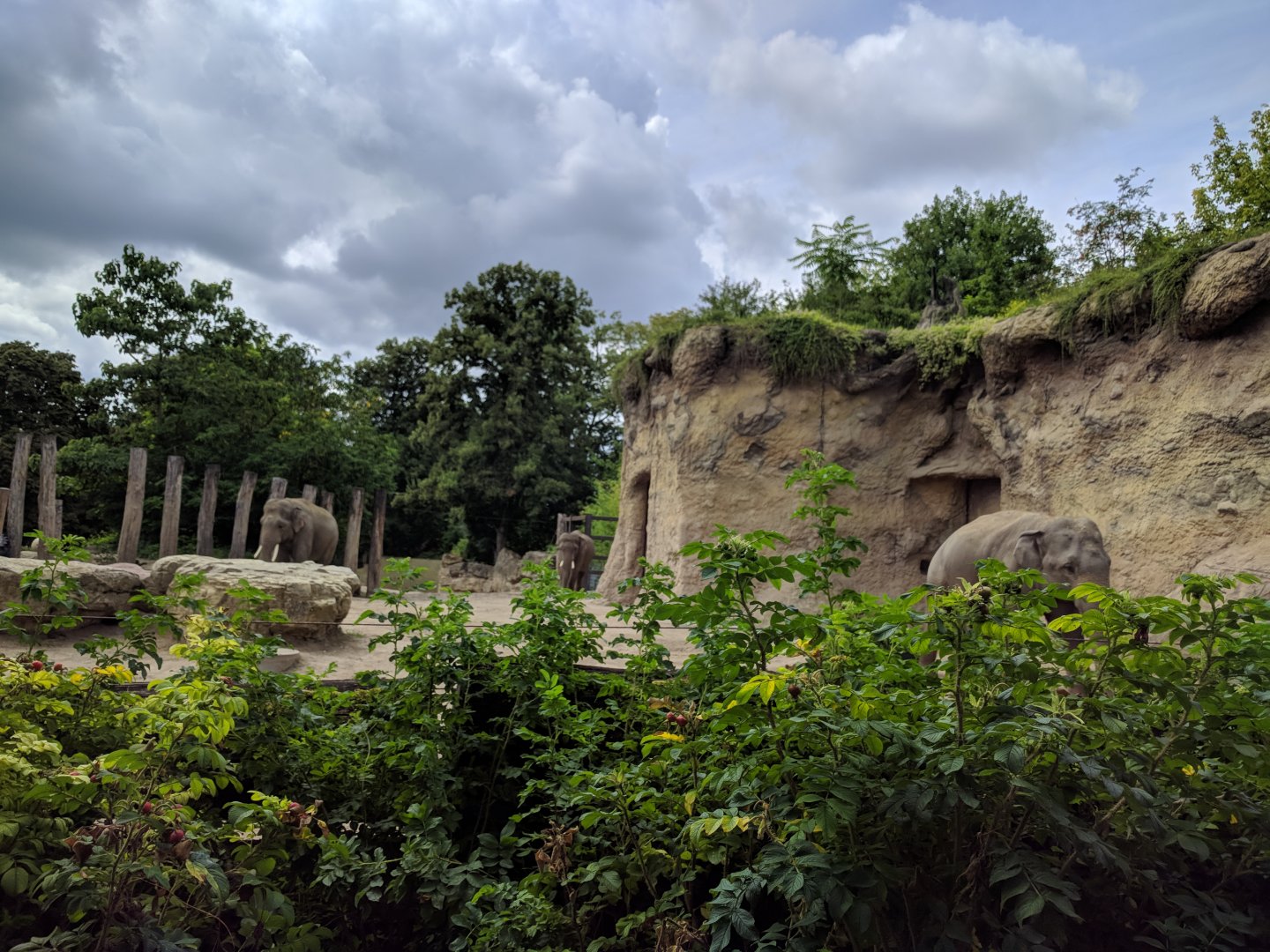 Asian Elephant Enclosure