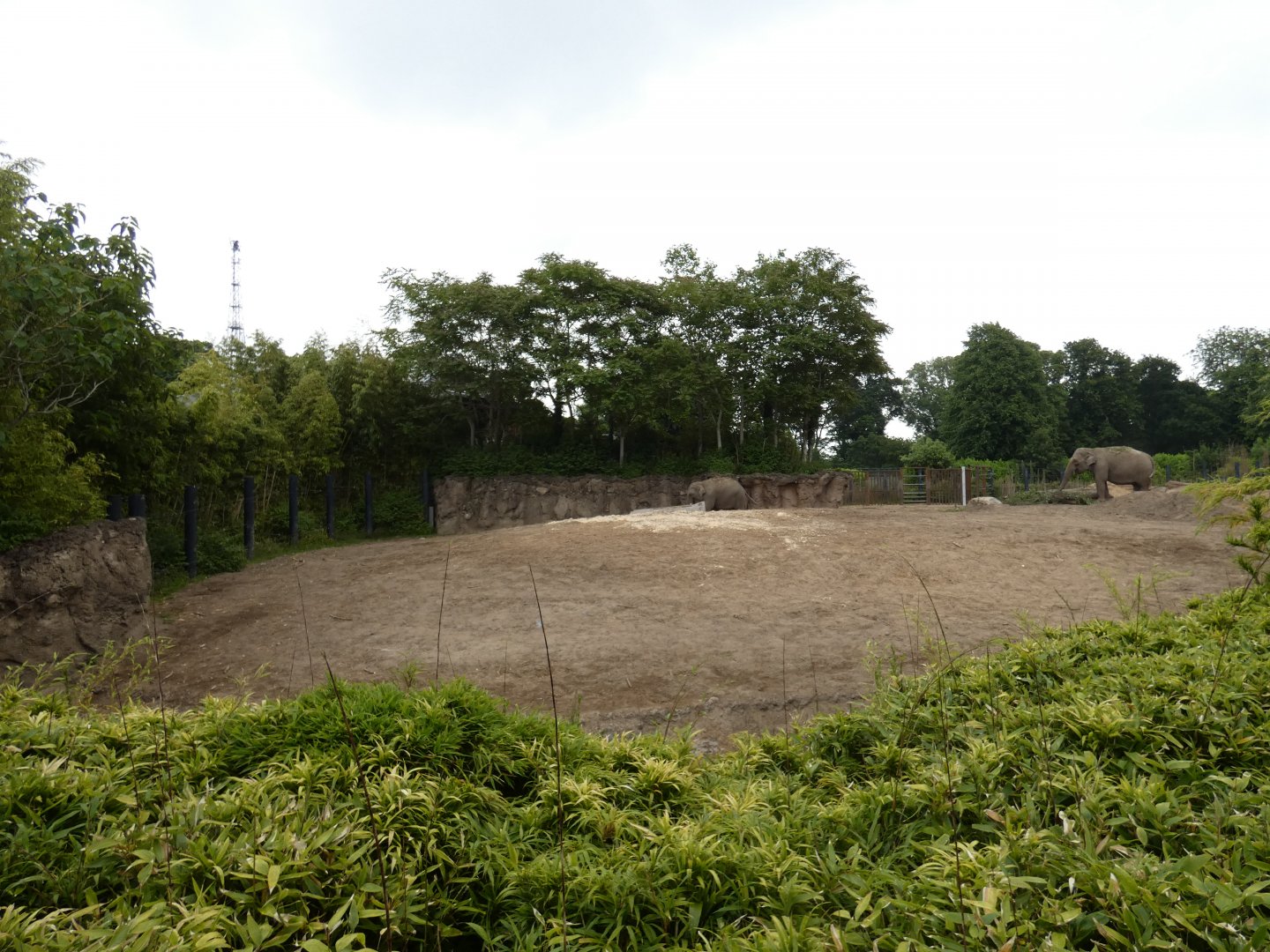 Asian elephant enclosure