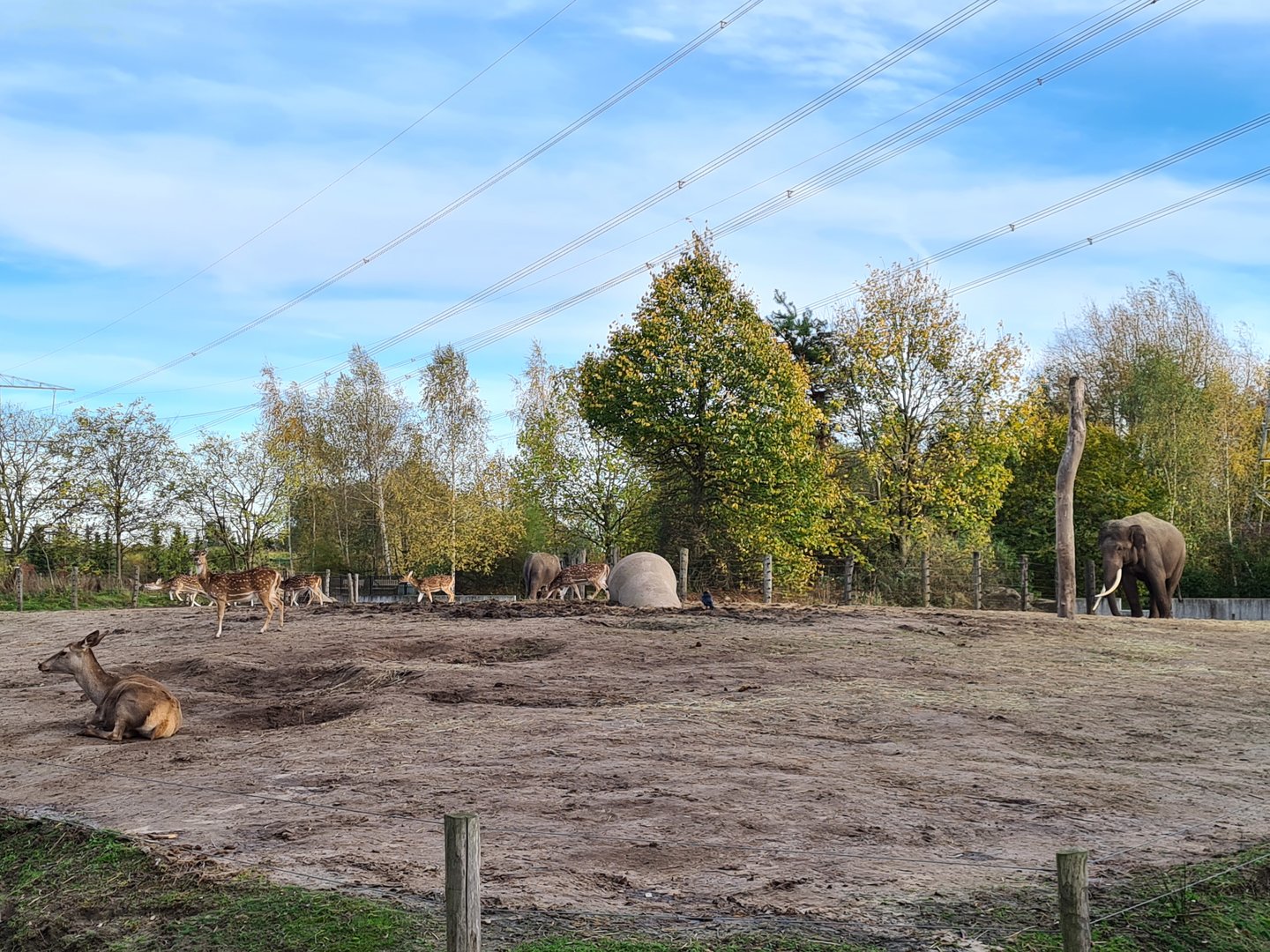 Asian elephant enclosure