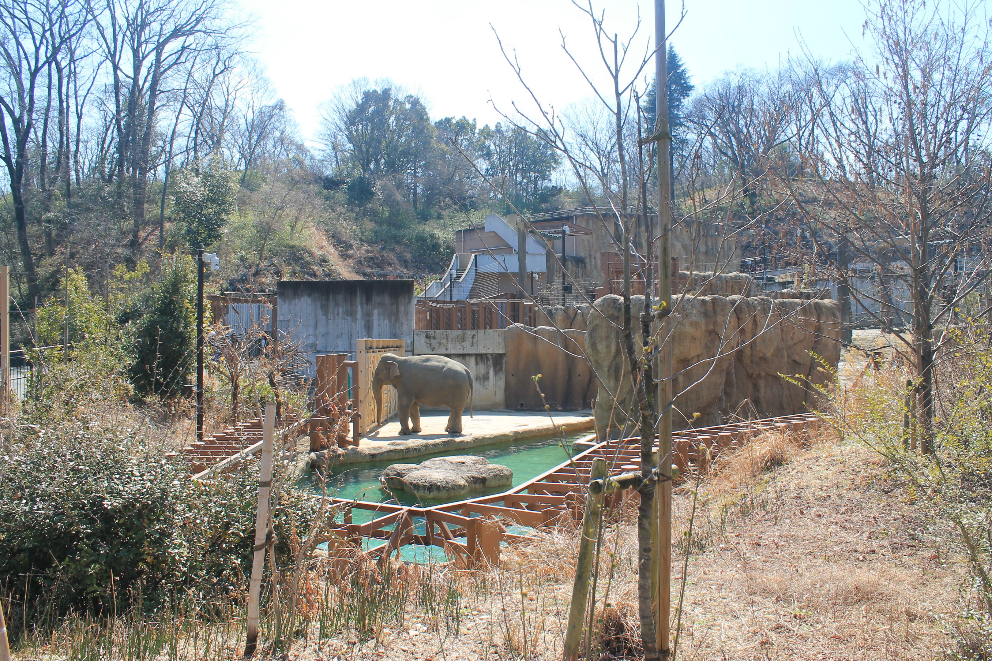 Asian Elephant enclosure