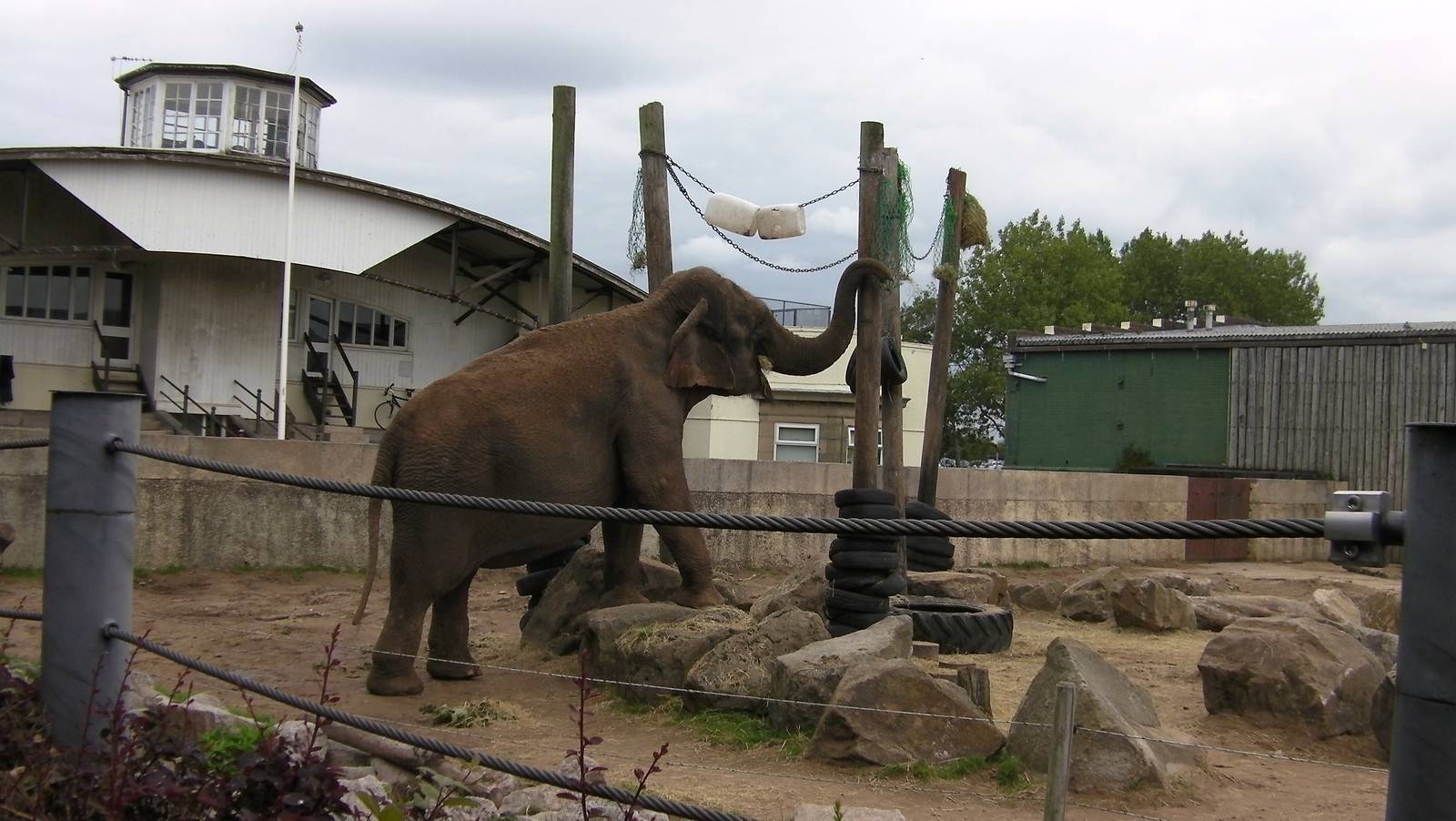 Asian Elephant Enrichment - 26.08.2011