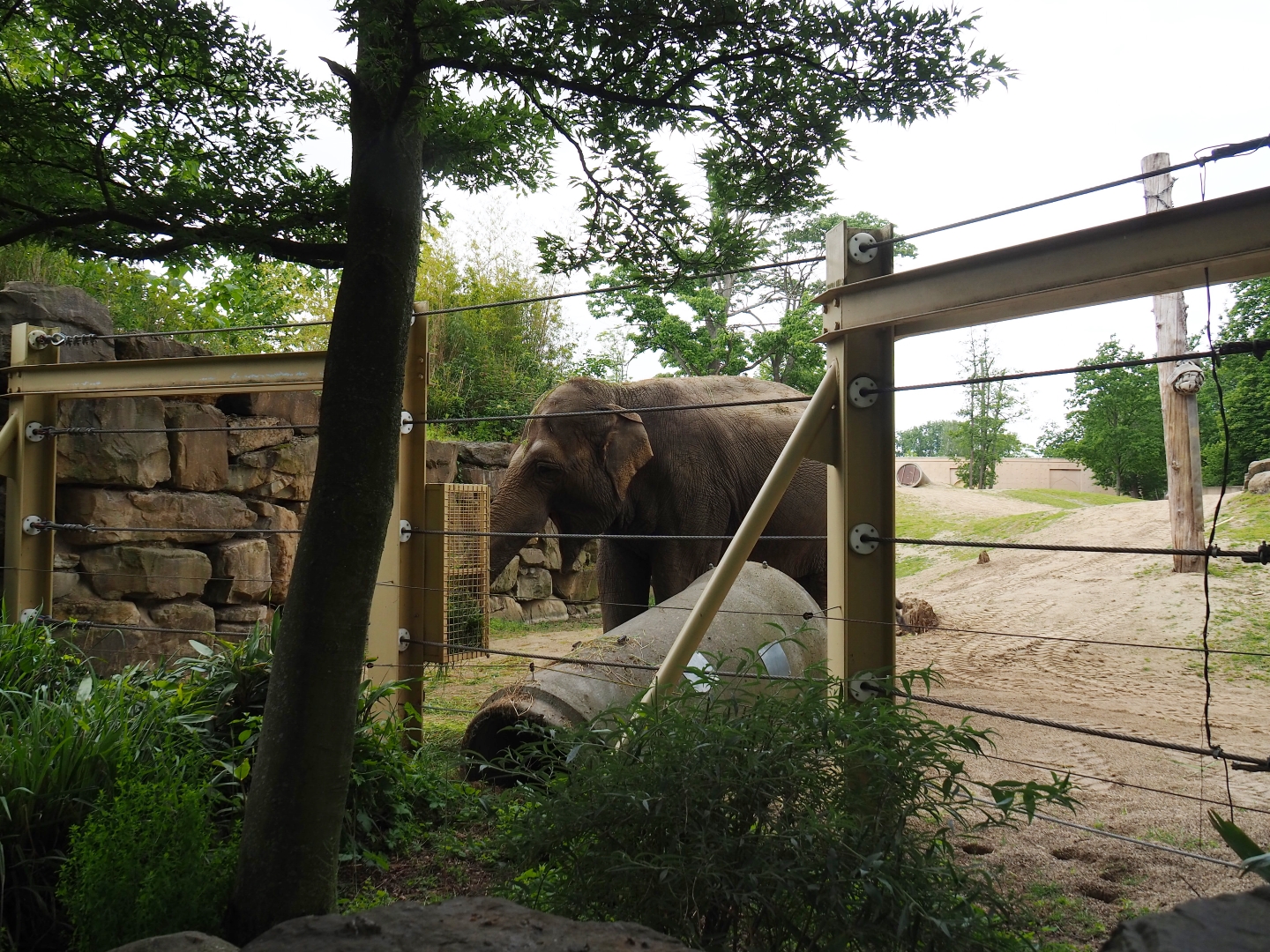 Asian elephant enrichment feeding area, 2019-05-31