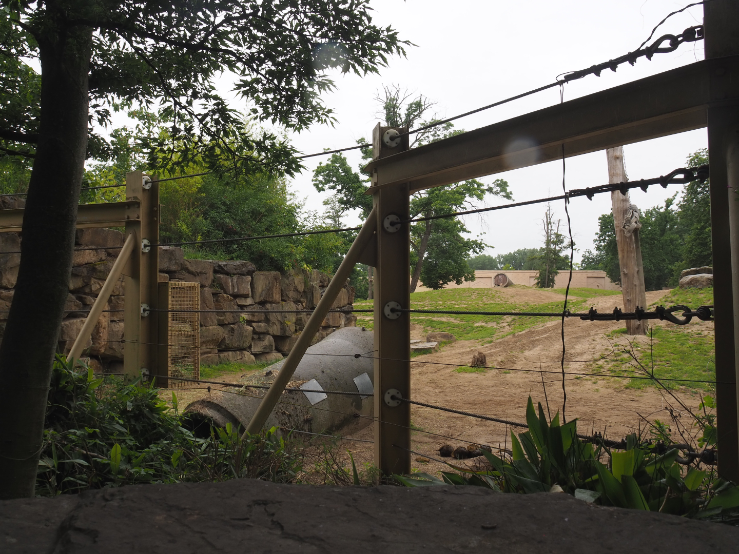 Asian elephant enrichment feeding area and Asian elephant paddock, 2020-07-14
