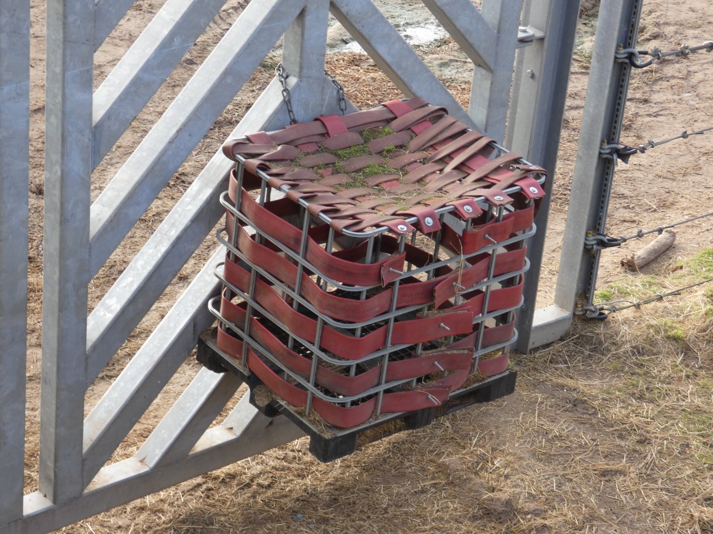 Asian elephant enrichment
