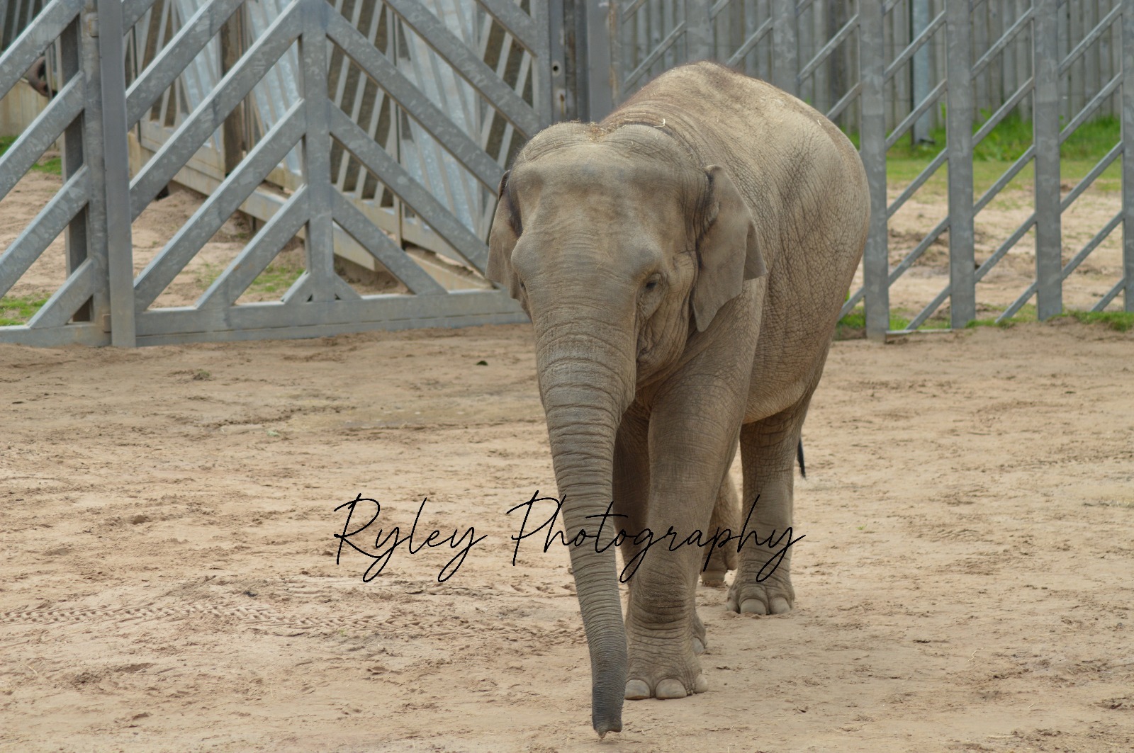 Asian Elephant Esha