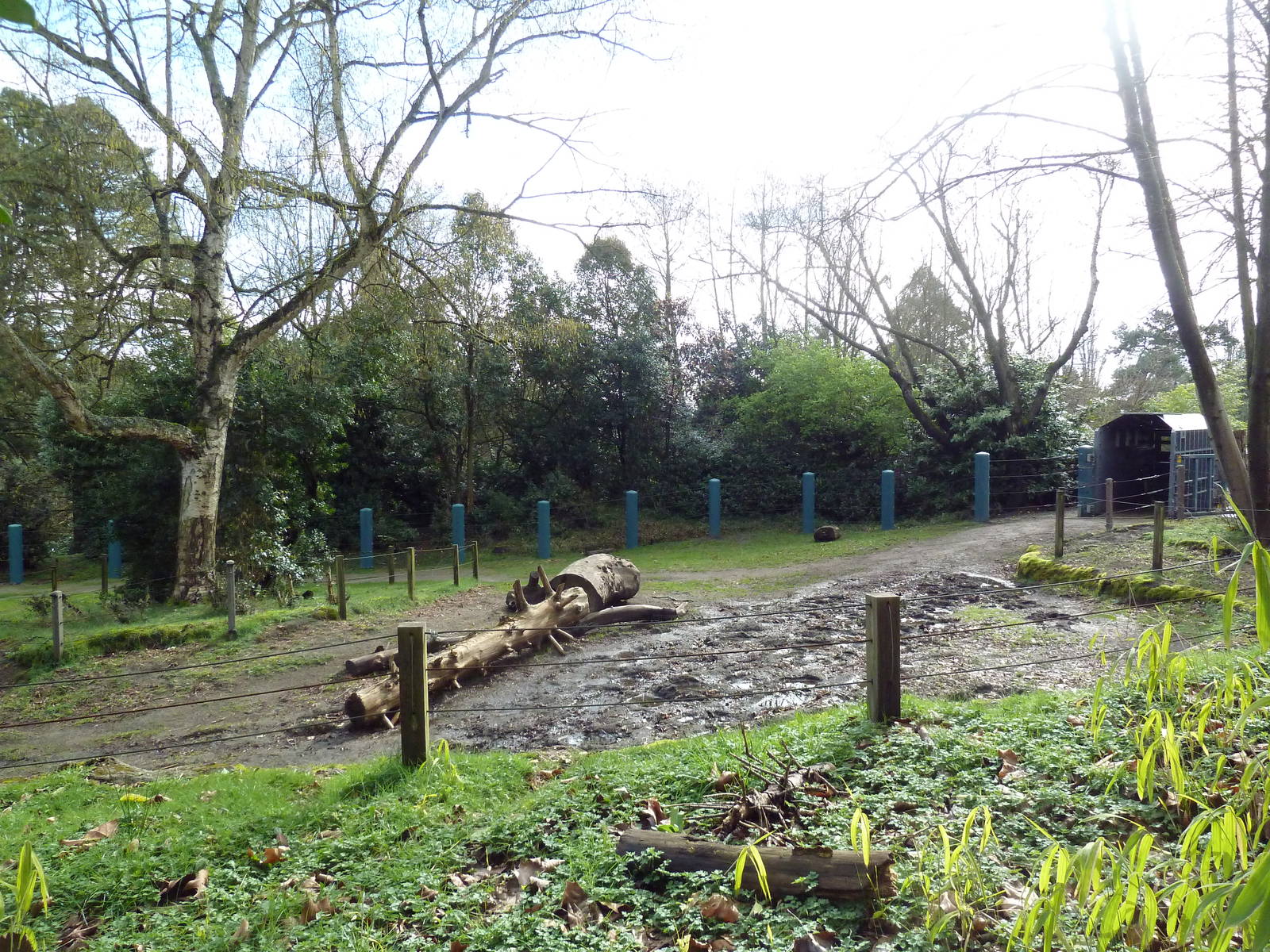 Asian Elephant Exhibit (1.5 acres)