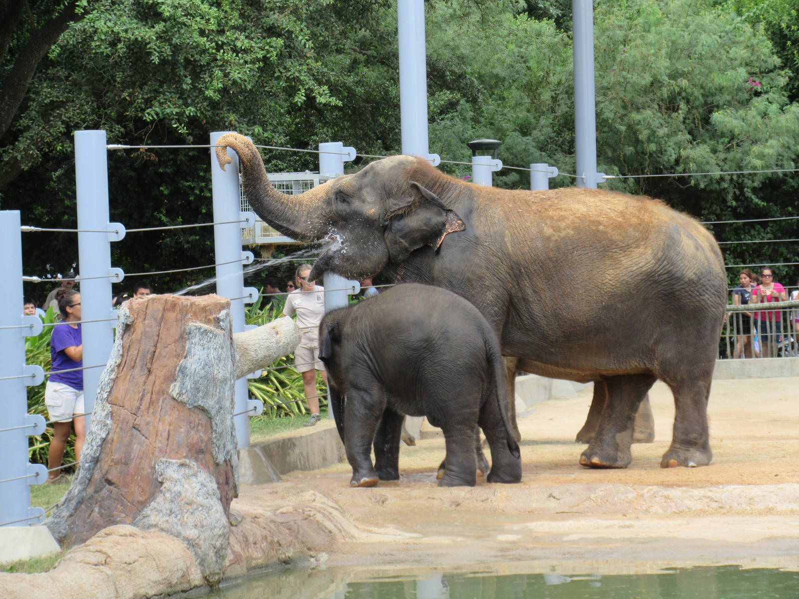 Asian Elephant Exhibit #1 - Hose Drinkin' Time!