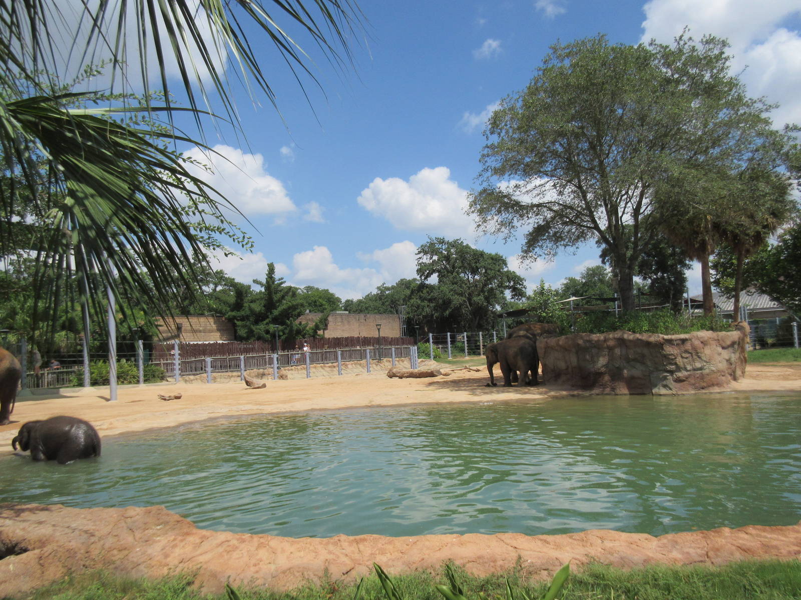 Asian Elephant Exhibit #1 - Huge Pool
