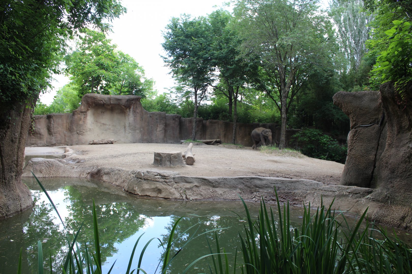 Asian Elephant Exhibit #1 - Rivers Edge