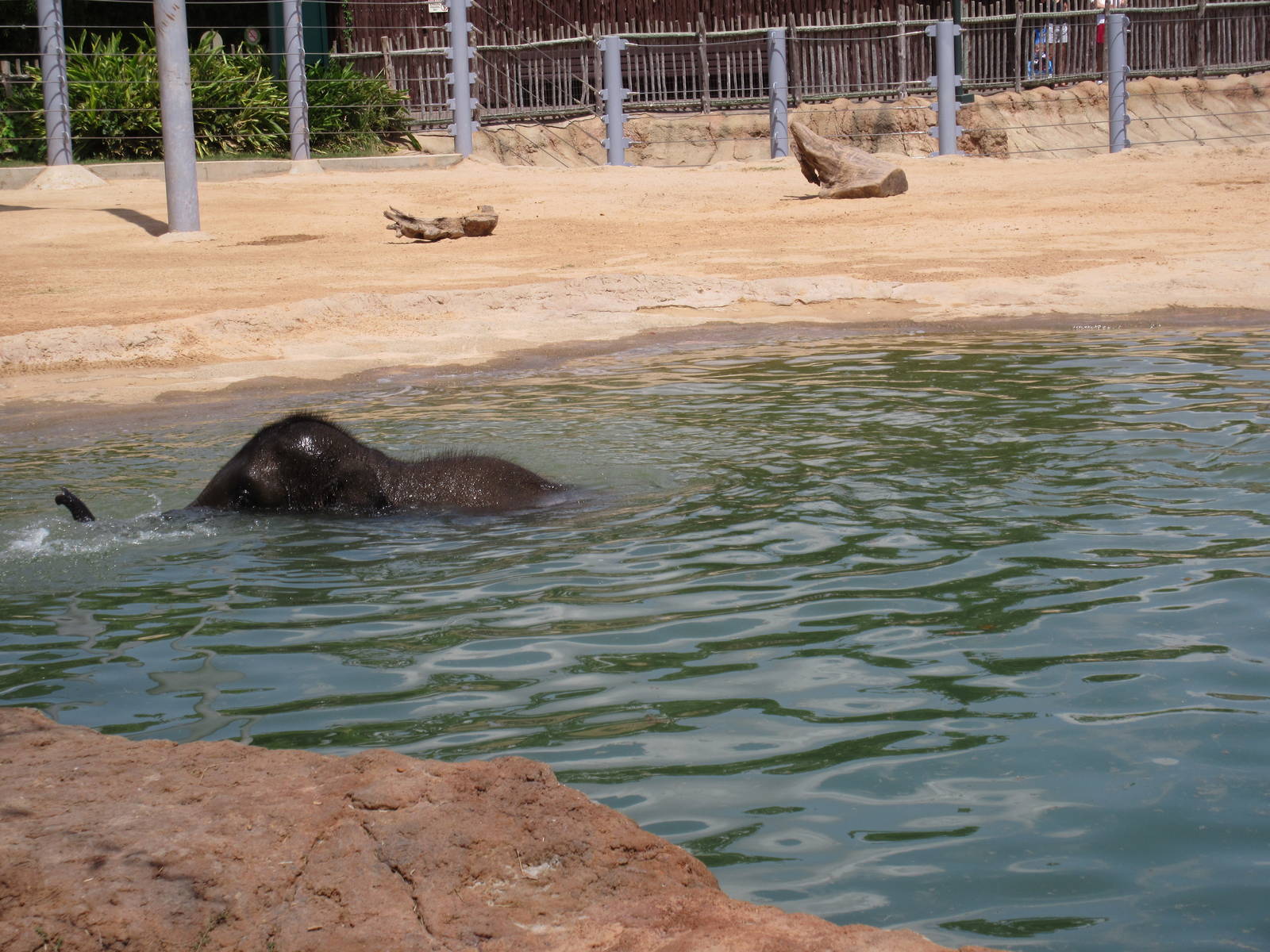 Asian Elephant Exhibit #1 - Snorkelling Baby Elephant