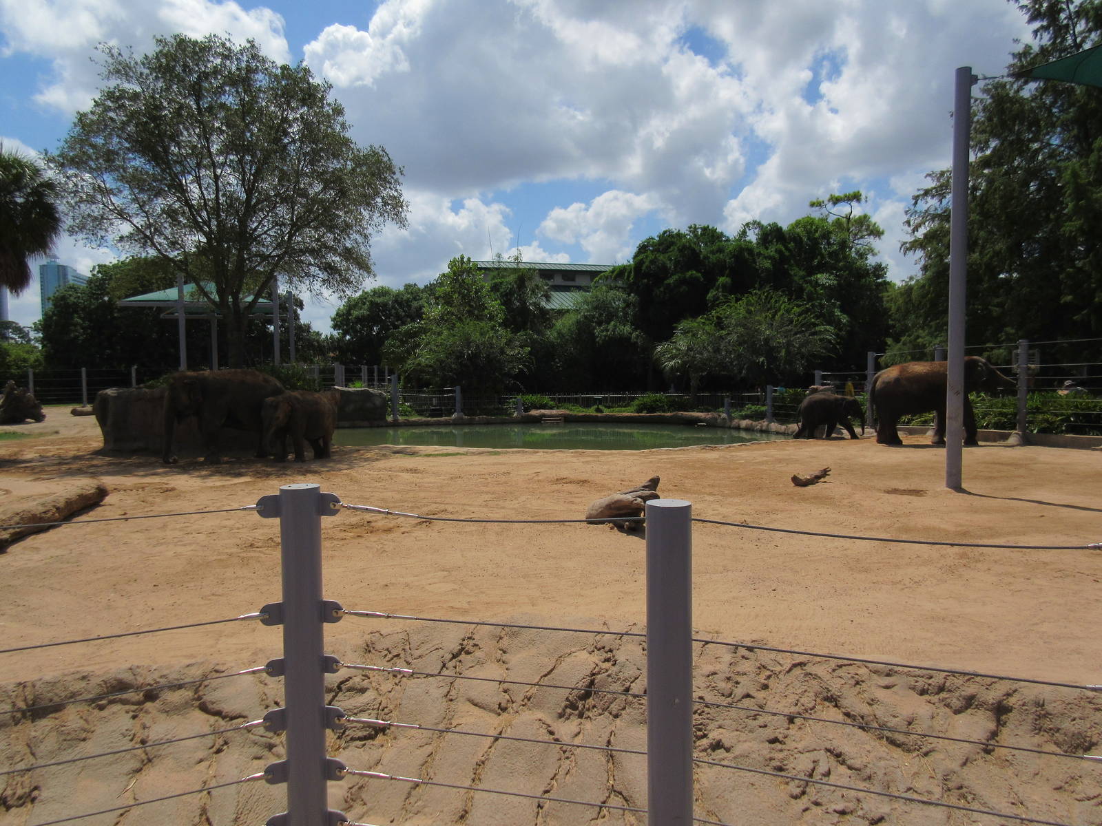 Asian Elephant Exhibit #1