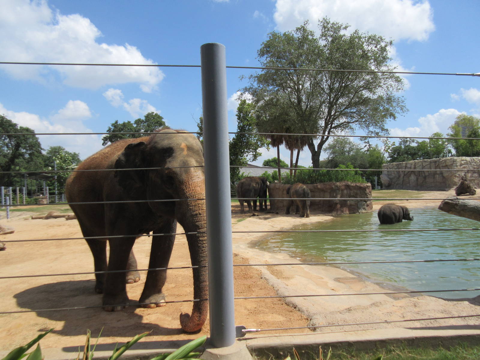 Asian Elephant Exhibit #1