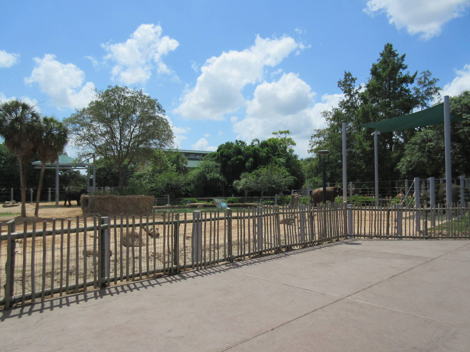 Asian Elephant Exhibit #1