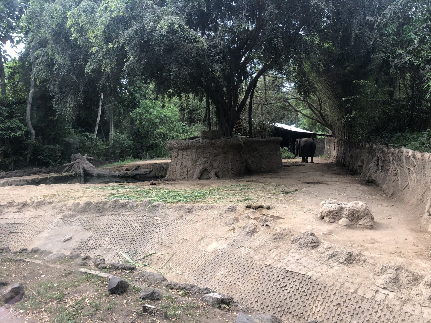 Asian Elephant Exhibit #1