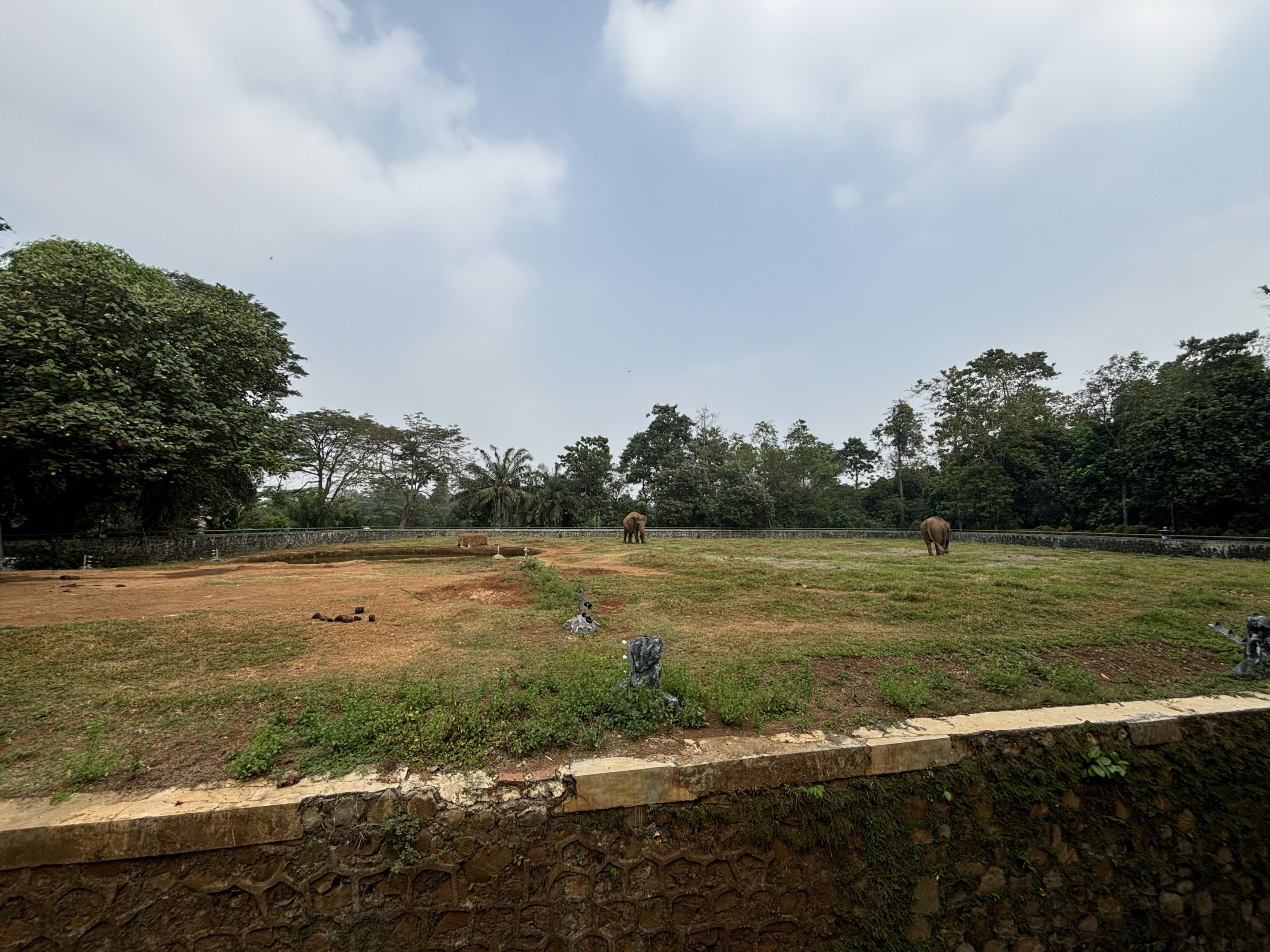 Asian Elephant Exhibit #1