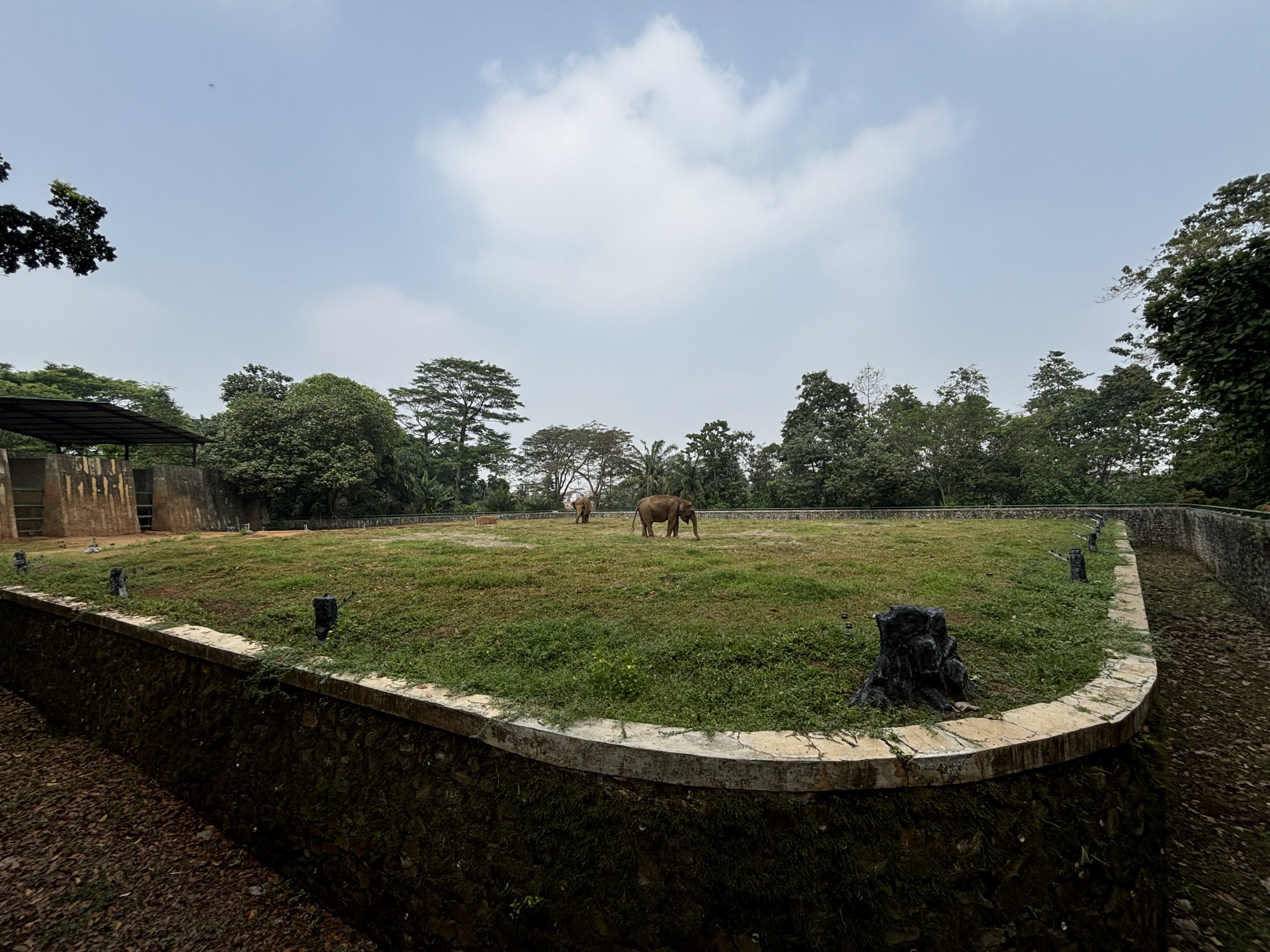 Asian Elephant Exhibit #1