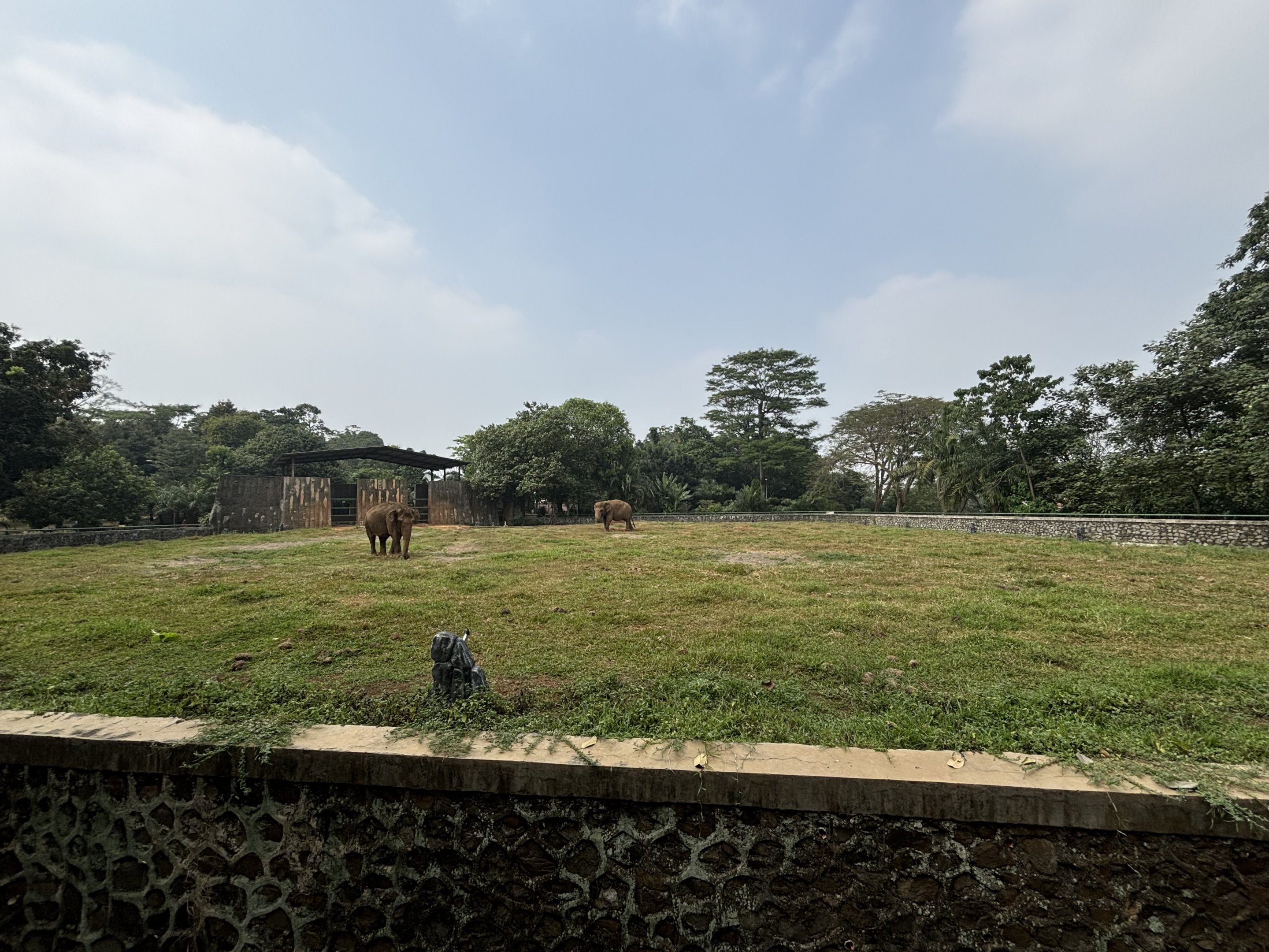 Asian Elephant Exhibit #1