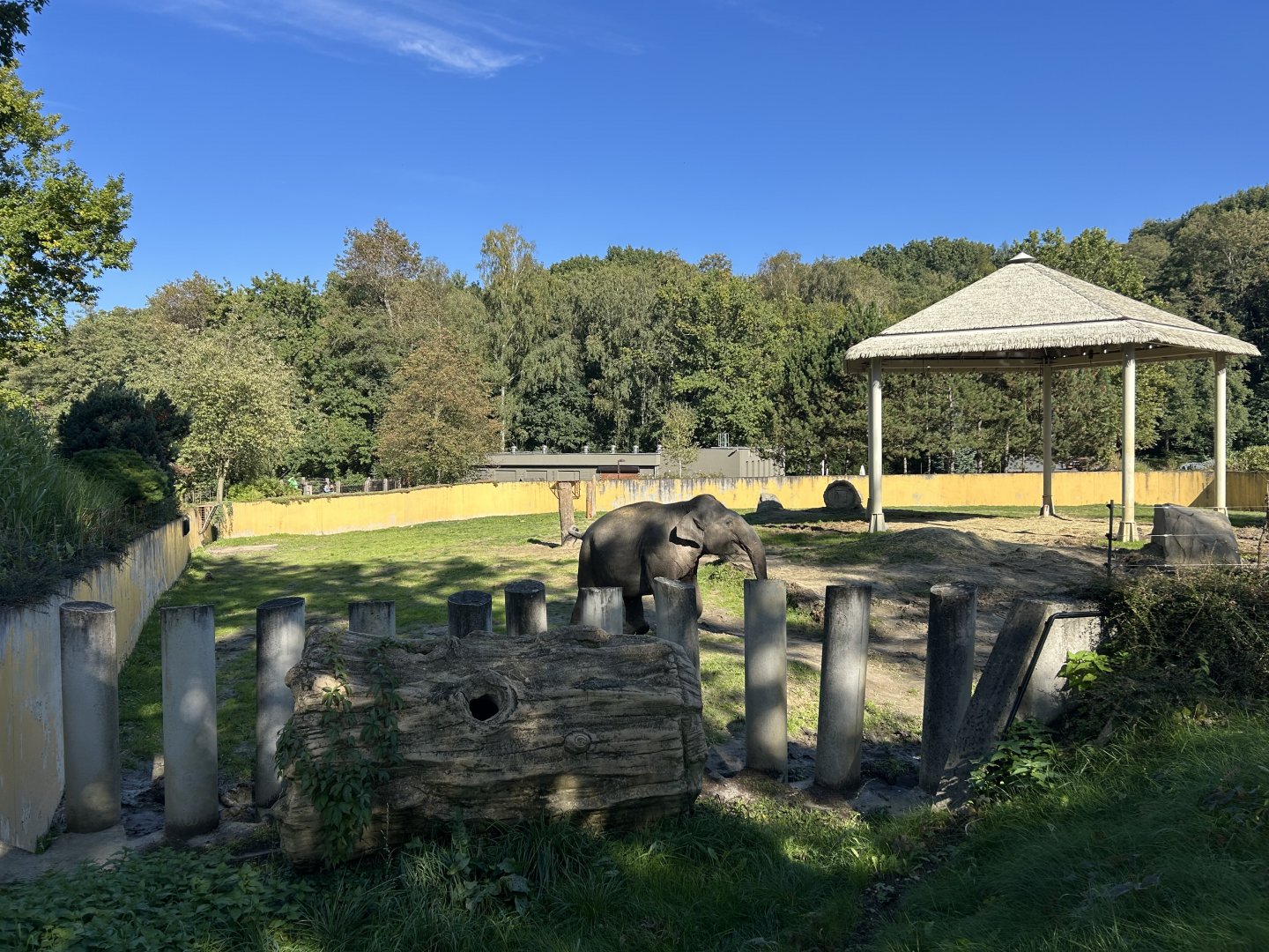 Asian Elephant Exhibit #1