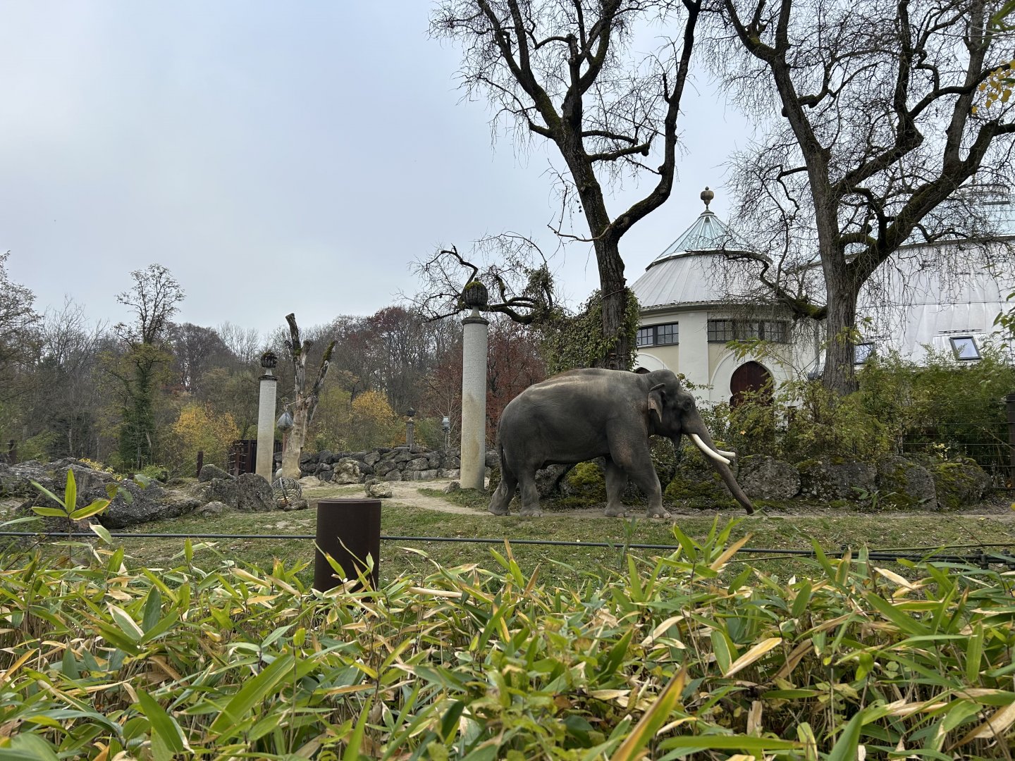 Asian Elephant Exhibit #1