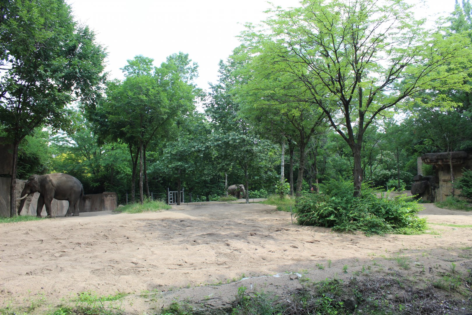 Asian Elephant Exhibit #2 - Rivers Edge