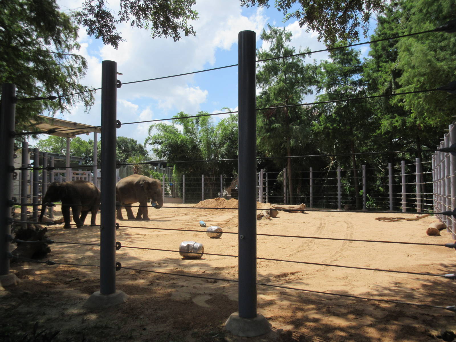 Asian Elephant Exhibit #2