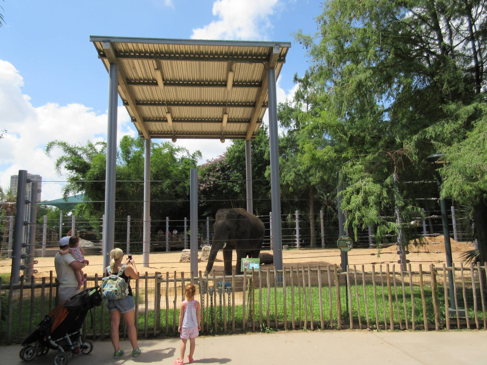 Asian Elephant Exhibit #2