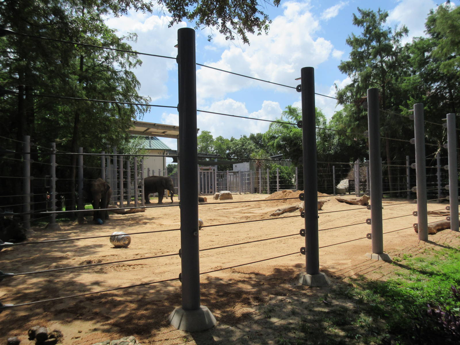 Asian Elephant Exhibit #2