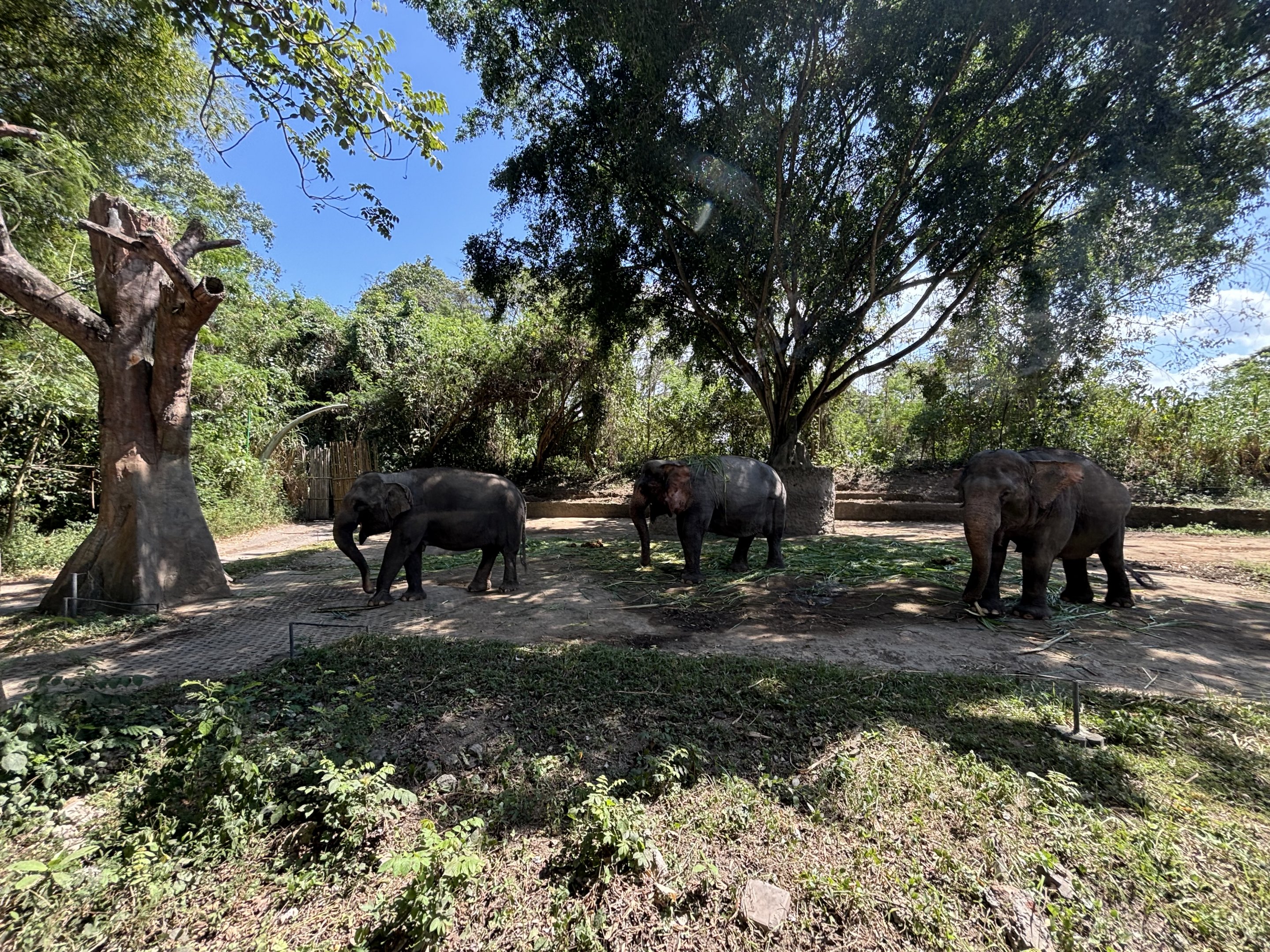 Asian Elephant Exhibit #2