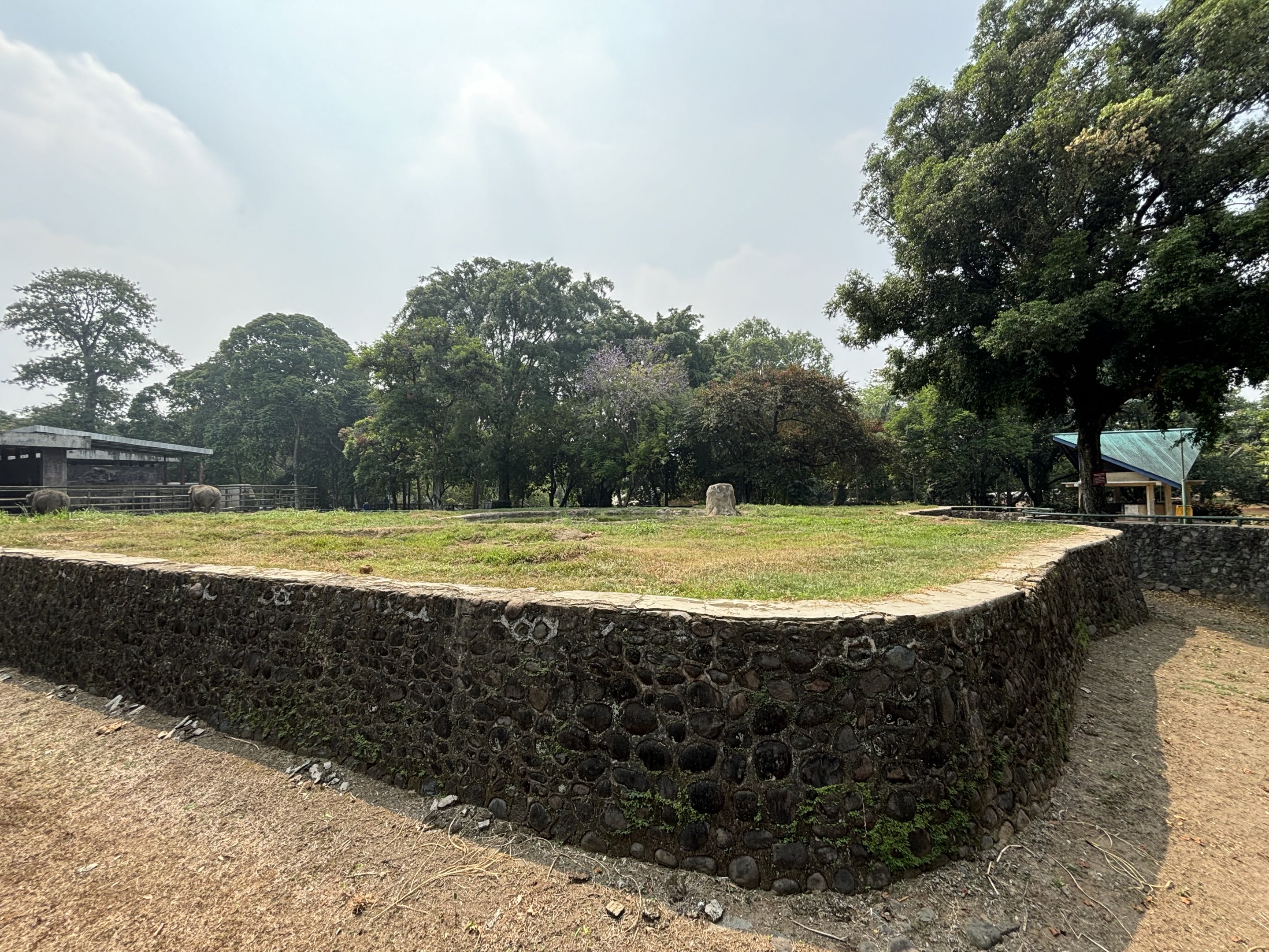 Asian Elephant Exhibit #2