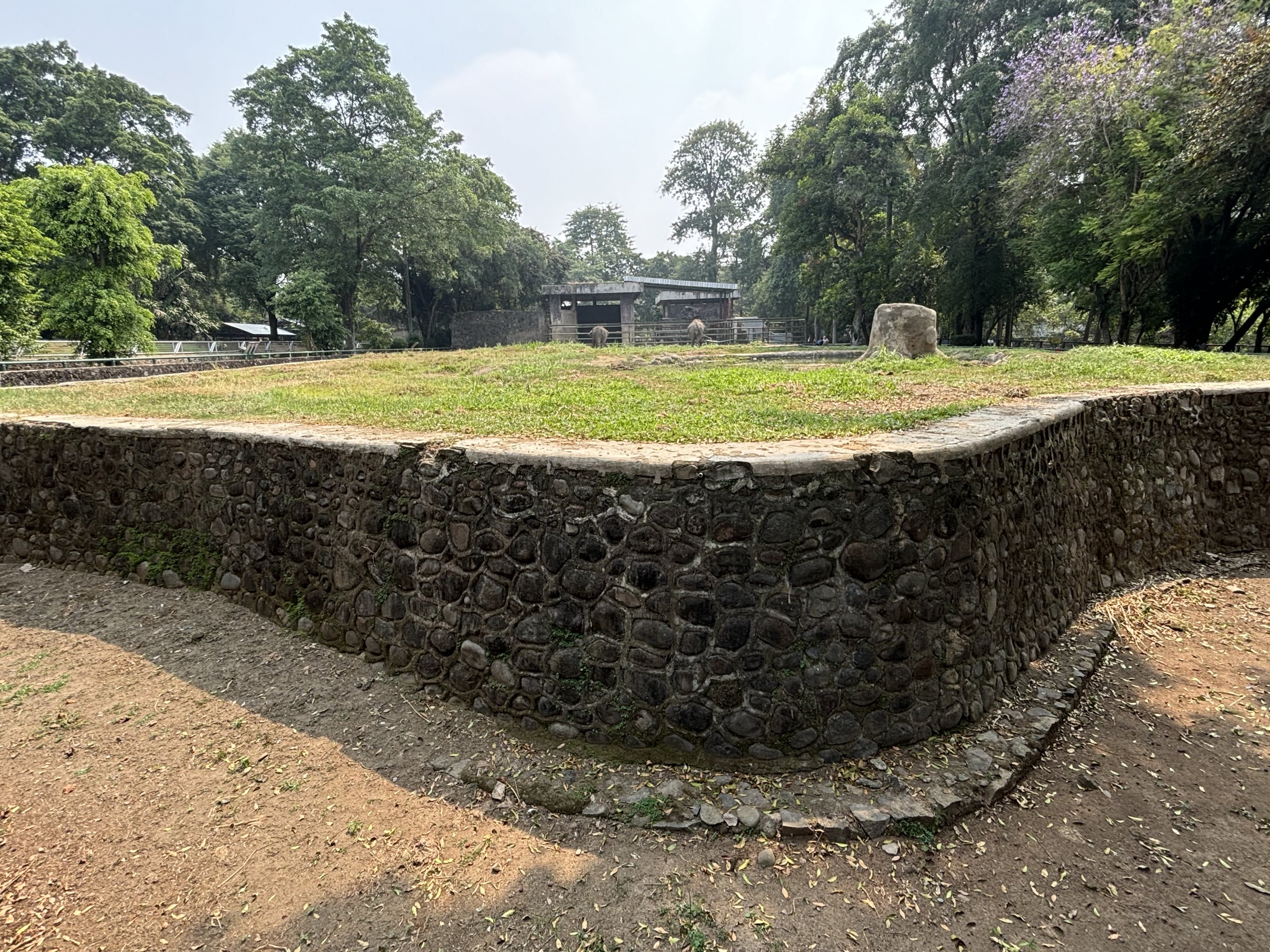 Asian Elephant Exhibit #2