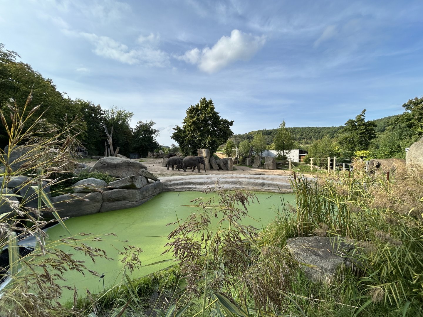 Asian Elephant Exhibit #2