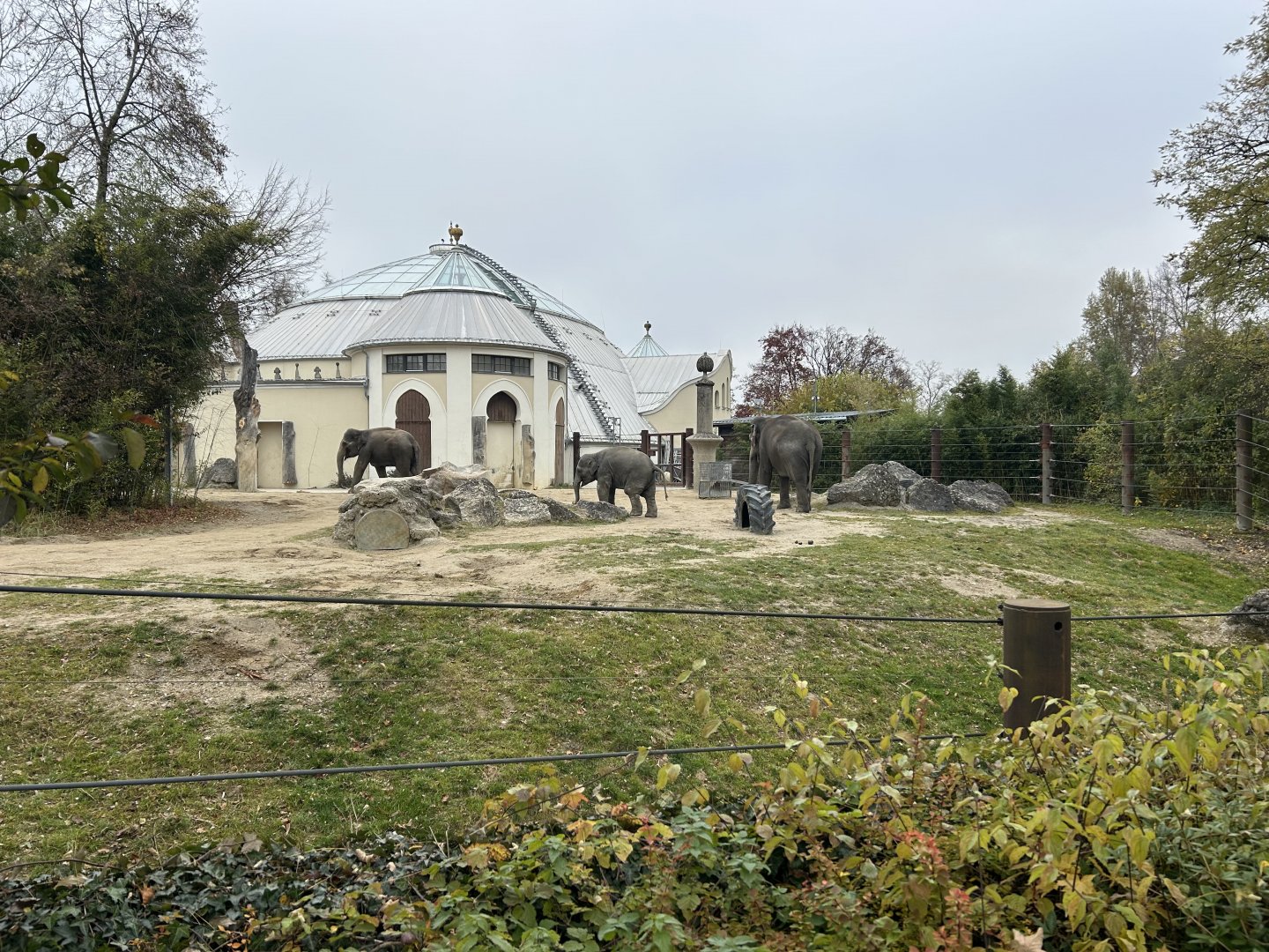 Asian Elephant Exhibit #2