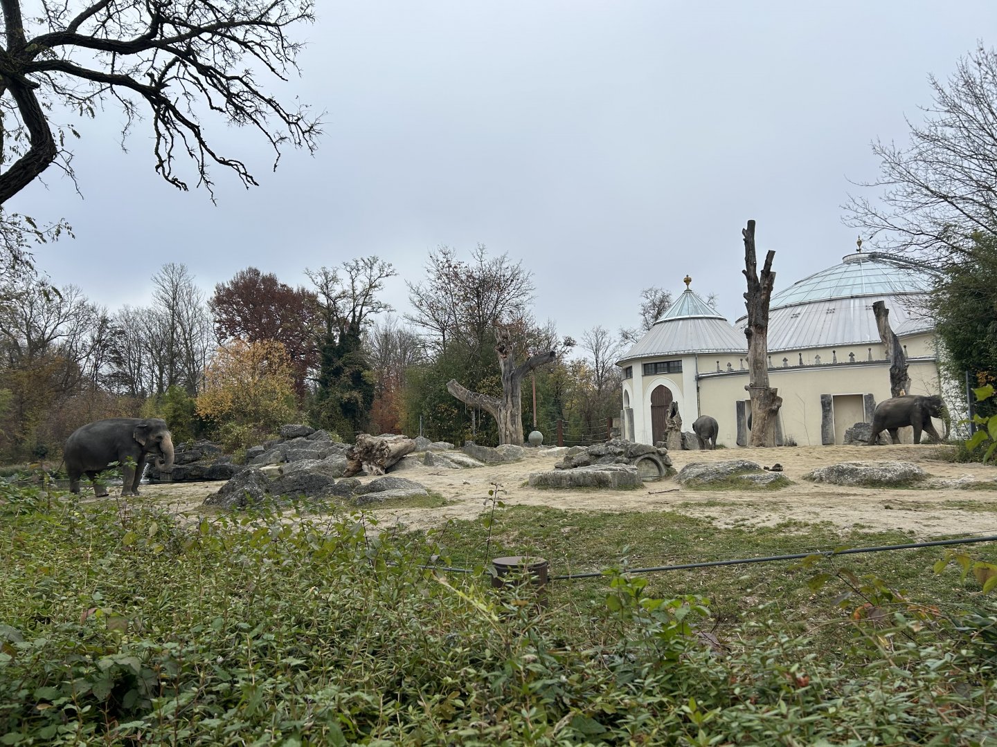 Asian Elephant Exhibit #2