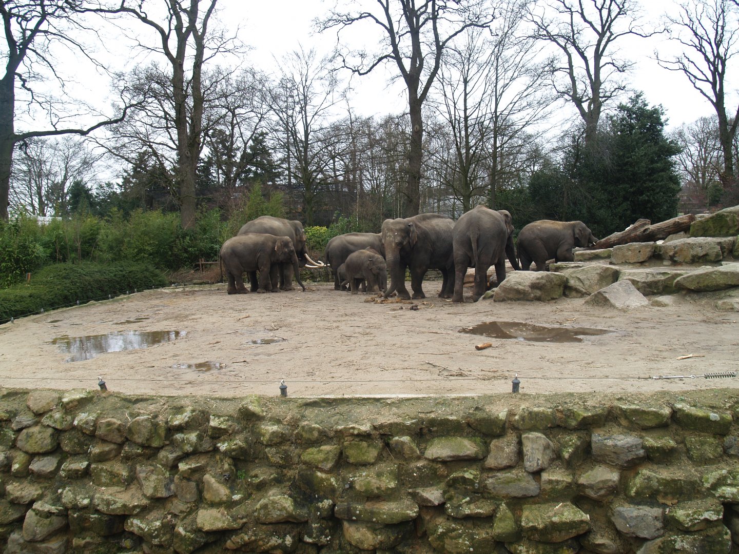 Asian elephant exhibit, 2008-03-01