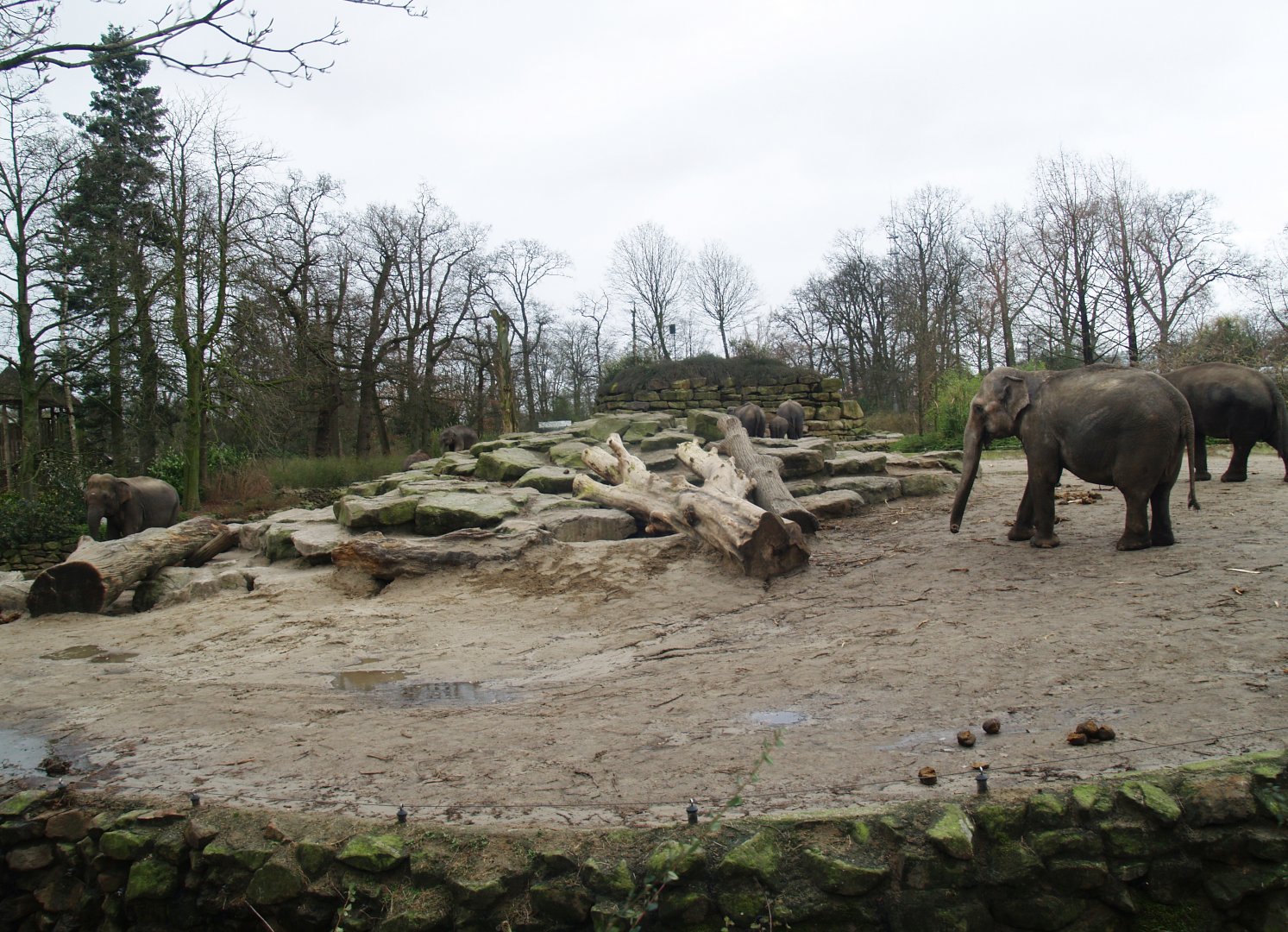 Asian elephant exhibit, 2008-03-01