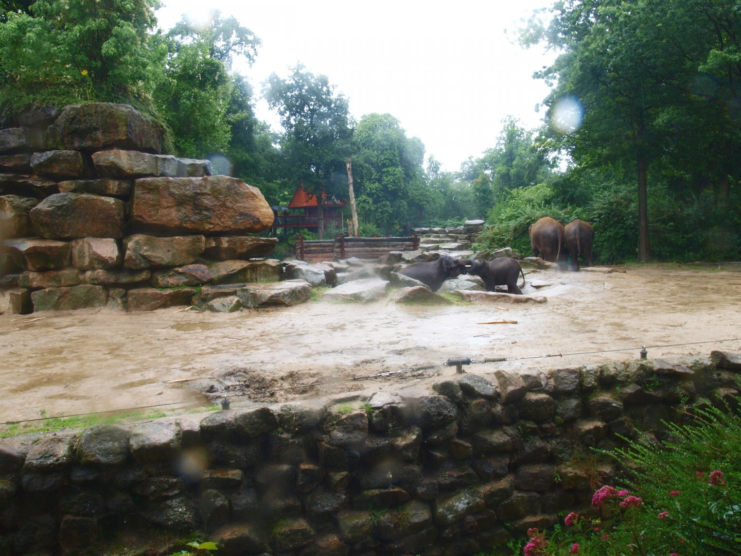 Asian elephant exhibit, 2015-07-19