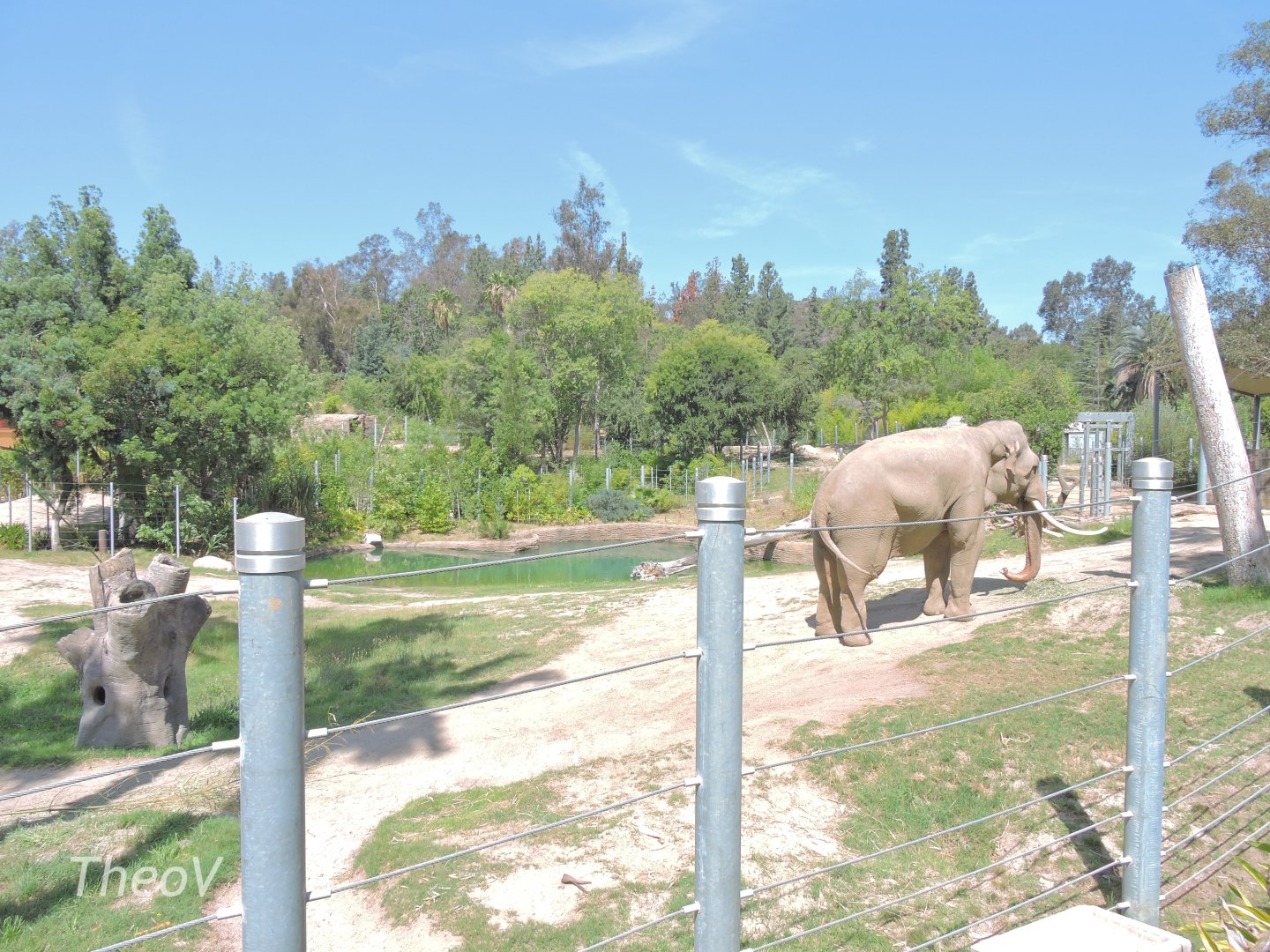 Asian elephant exhibit [2015]