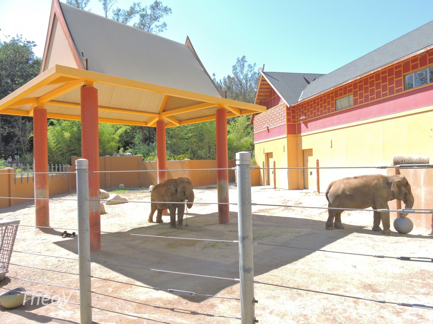 Asian elephant exhibit [2015]