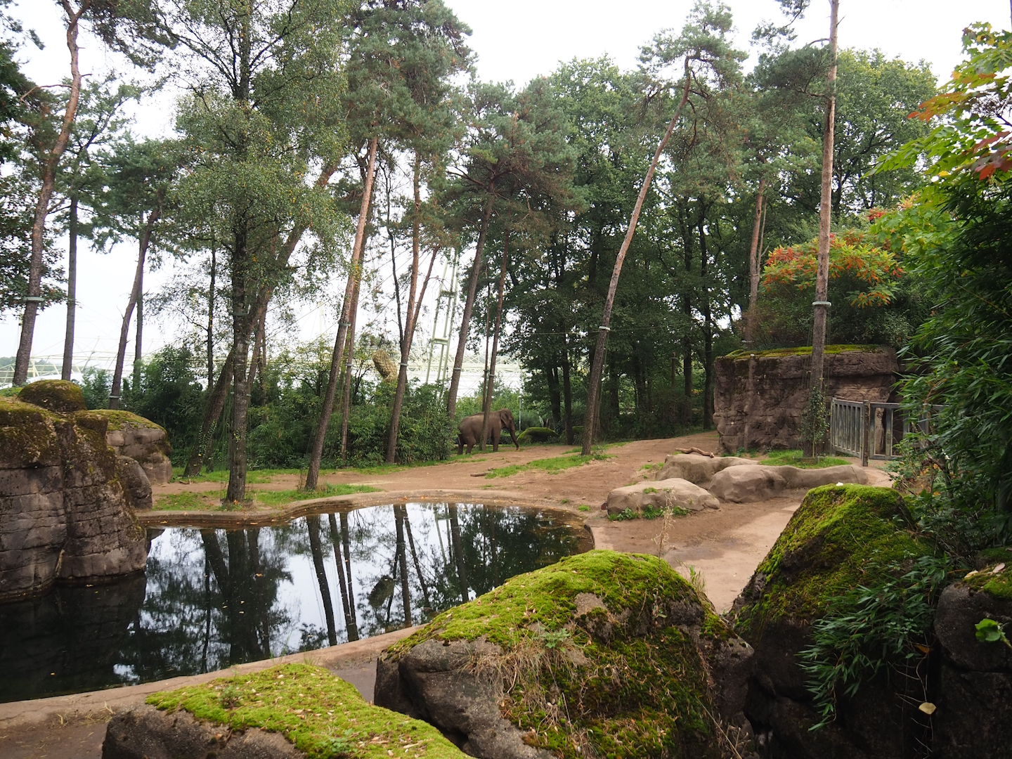 Asian elephant exhibit, 2023-10-07
