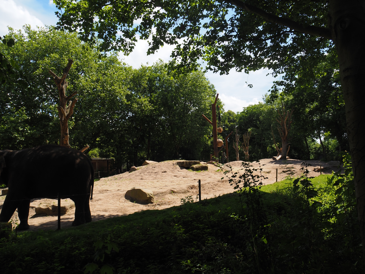 Asian elephant exhibit, 2024-06-30
