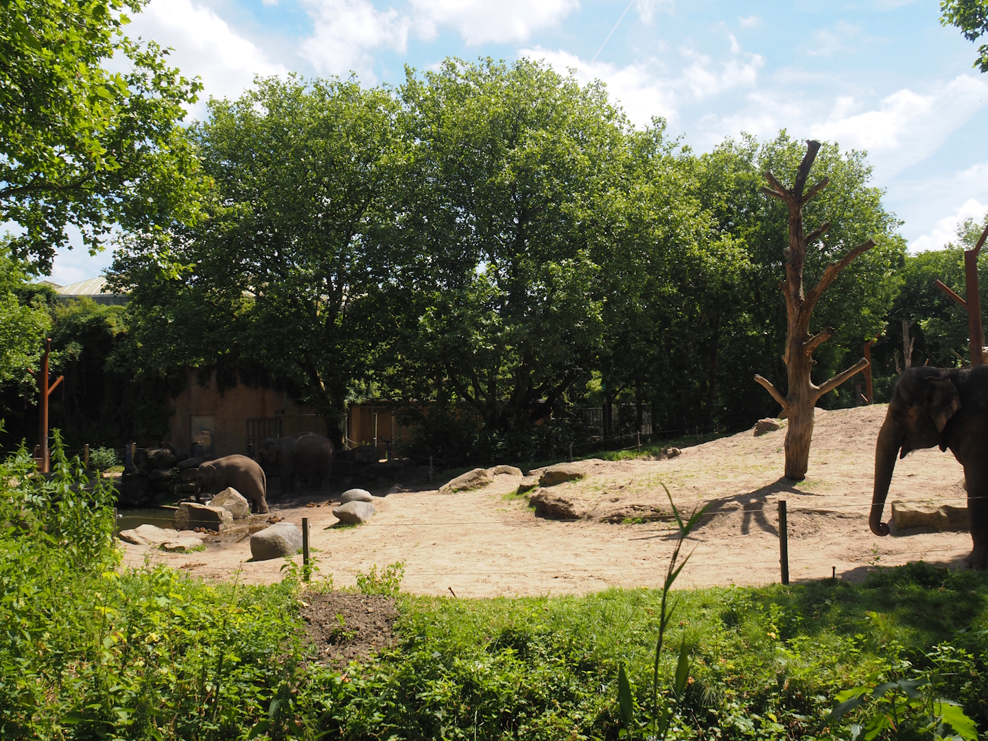 Asian elephant exhibit, 2024-06-30