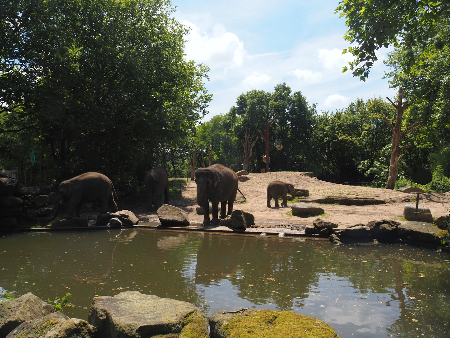 Asian elephant exhibit, 2024-06-30